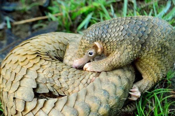 Wildlife in the Philippines - Fun In The Philippines
