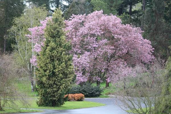 Arboretum na Opavsku je teď hitem. Není divu! Neuvěříte, co všechno už kvete