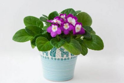 Houseplant Violet Pot Side View White Background