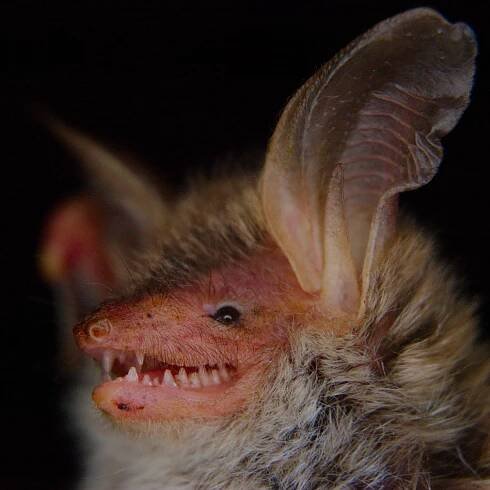 Vampi
