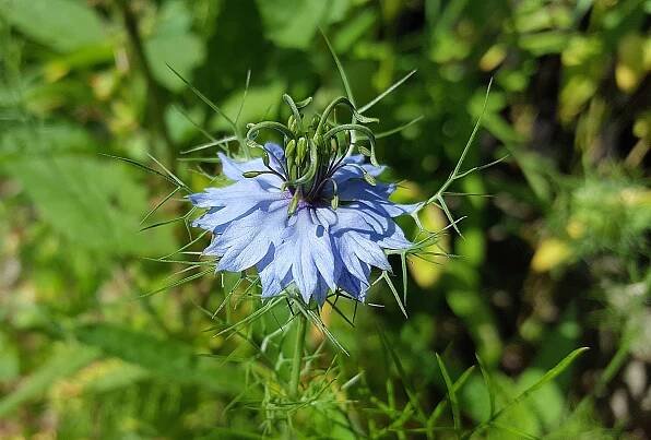 N. damascena flower