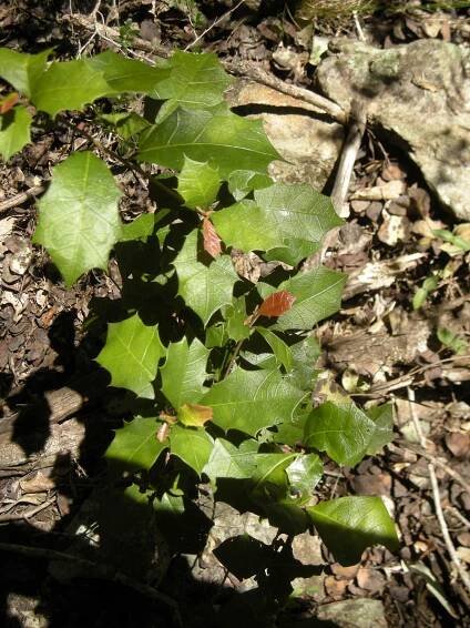 Alchornea ilicifolia