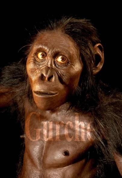 Australopithecus afarensis — John Gurche