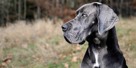 Potvrzeno: Větší psi umírají dříve kv�ůli rakovině