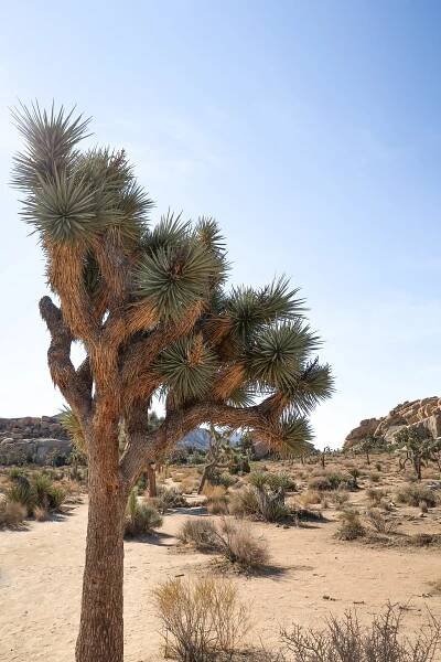 Plan a one day trip in Joshua Tree National Park with this beginner's guide to the best sites and easy hikes, plus tips for planning your day and what to pack. #joshuatree #nps #california #familytravel #findyourpark // Family Travel | Joshua Tree NP | One Day Itinerary | Palm Springs Day Trip | What to See | Easy Hikes | Top Sites | Best Trails | Joshua Tree with Kids | Best Time to Go | Best National Parks | Top Places in California