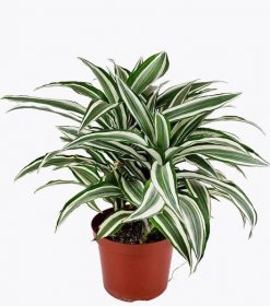 how to care for Dracaena Warneckii, Dracaena deremensis for sale, best houseplant for low light rooms, easy plant for beginners, houseplant gift ideas
