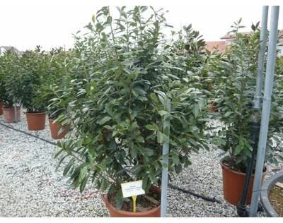 Bobkovišeň lékařská 'Novita' - Prunus laurocerasus 'Novita' Kontejner o objemu 15 litrů velikost 60-80 cm