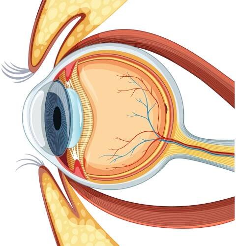 Services at Pristine Eye Hospitals: Cataract, Lasik, and more