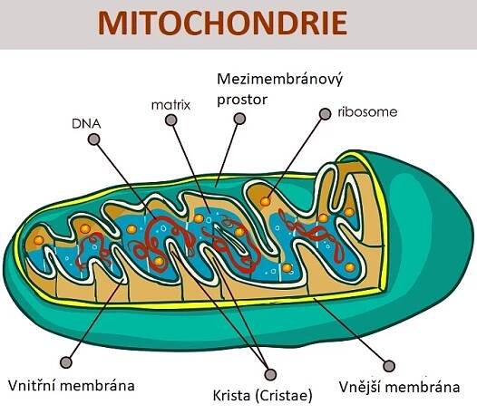 Základní schéma mitochondrie - ilustrace