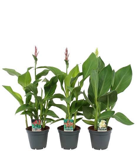 Dosna indická (Canna hybrida) Garden Bouquet, výška 60-85 cm, pr. kv. cca 17 cm