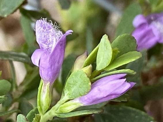 Eremophila barbata