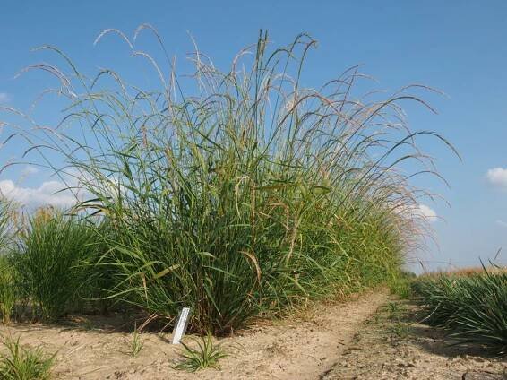 lipnicovité- POACEAE – 5. stránka – PlantaNaturalis.com