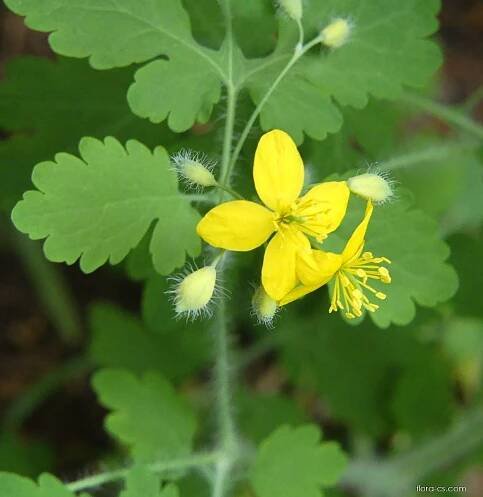Vlaštovičník větší (Chelidonium majus)