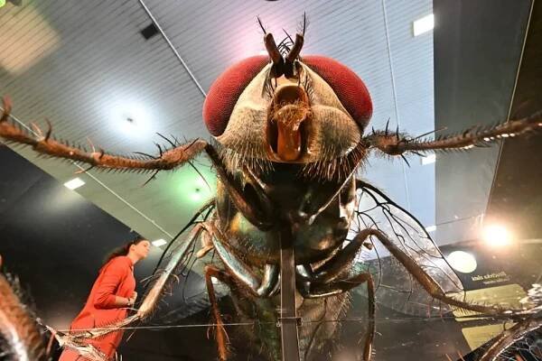 Unikátní modely mnohonásobně zvětšeného hmyzu můžete vidět na brněnském výstavišti, zamiřte do pavilonu H.