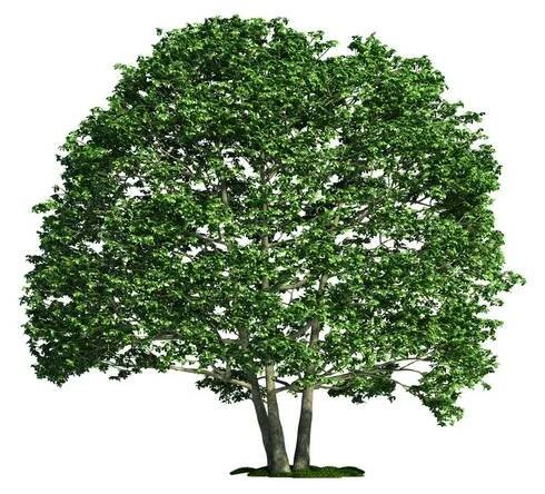 Izolované strom na bílá, olše (alnus) — Stock obrázek