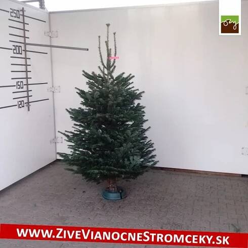 Živý vánoční stromek - Normandská Jedle A-Kategorie výška 200 - 225cm