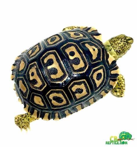 Giant South African leopard tortoise