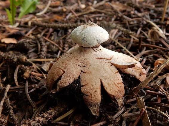 Hvězdovka límečková - Geastrum striatum - Kudluv fotoatlas hub