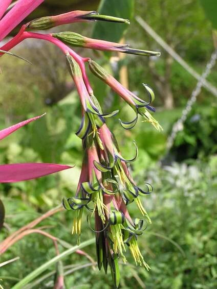 Billbergia nutans (Queen's Tears)