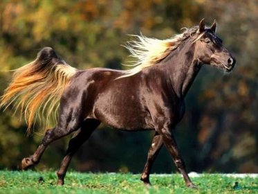 Krása koně