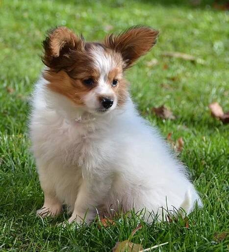 JetBat*CZ - Papillon s PP