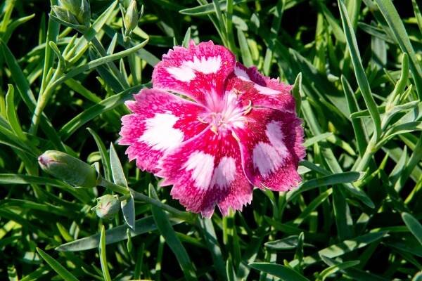 Hvozdík péřitý 'Angel of Desire' - Dianthus plumarius 'Angel of Desire'