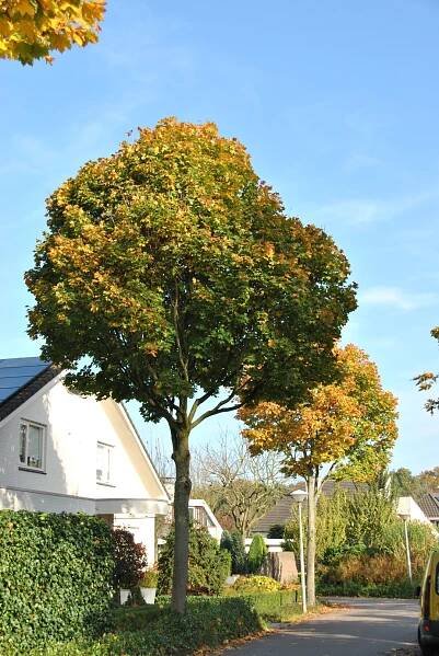 Acer platanoides 'Cleveland' | javor mléč 'Cleveland' - Van den Berk Školky