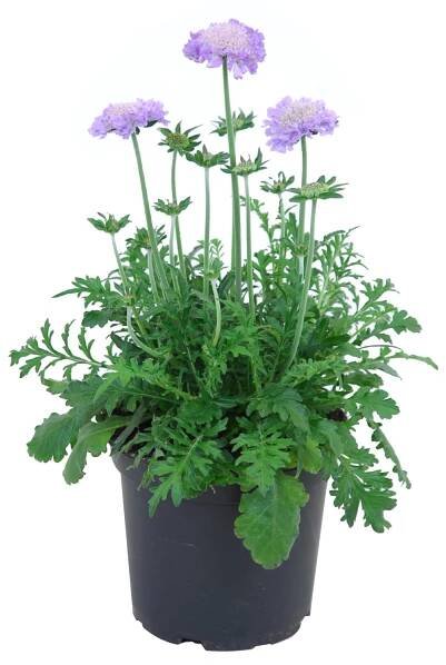 Royal Lemkes Hlaváč fialový (Scabiosa columbaria) pr. 17 cm