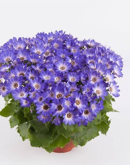 Senetti Magic Blue