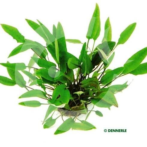 Cryptocoryne affinis - kryptokoryna červená