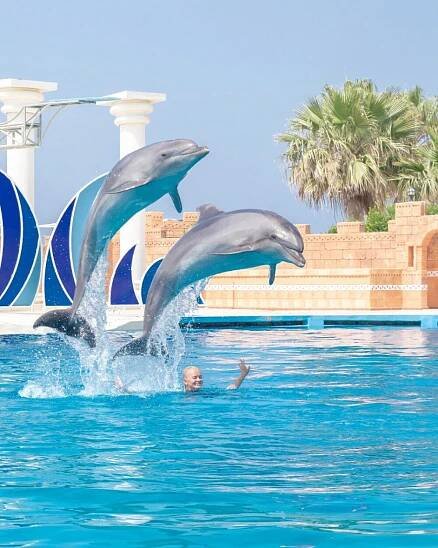 Delfíní show SeaAlanya - Alanya, Turecko - delfíní vás pobaví