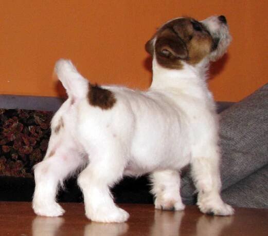 Jack Russell teriér