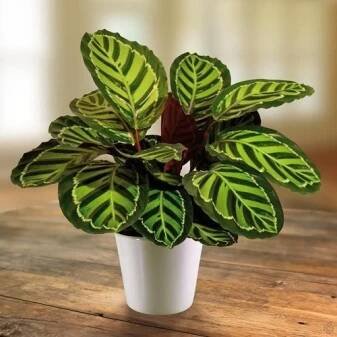Je možné stříkat calathea?