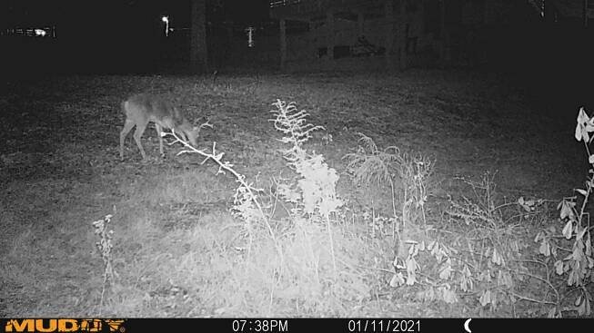 » Deer