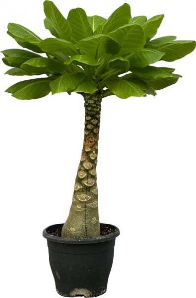 Trendyplants - Brighamia Insignis - Havajská palma - pokojová rostlina - výška 20-40