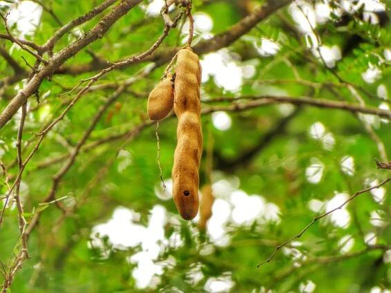 Planta de tamarindo