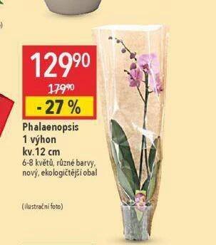 Globus Orchidea - phalaenopsis nabídka