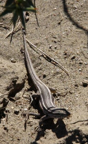 Liolaemus gracilis
