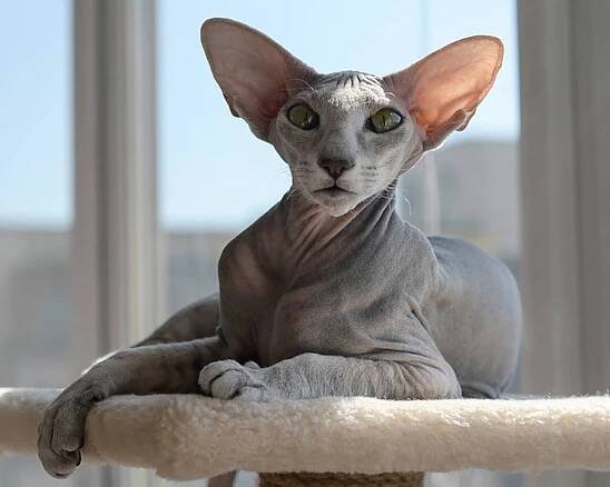 Peterbald nebo Petrohradský sphynx: popis plemene