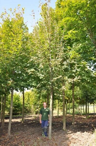 Tilia cordata 'Rancho' - Lípa | Starkl - zahradní­k spol. s r.o. STROMY