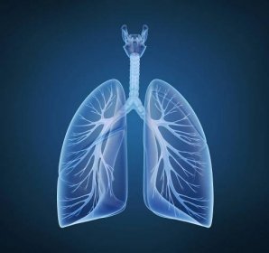Plíce - plicní systém. — Stock fotografie