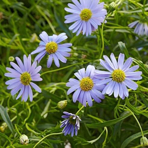 'Blue Zephyr' Swan River Daisy
