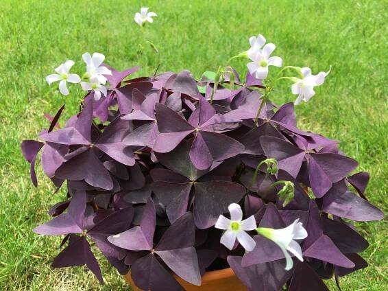 Kyslička trojhranná, (Oxalis triangularis)