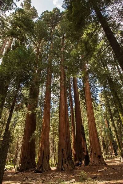 Matka s dítětem navštívit národní park Sequoia v Kalifornii, Usa — Stock obrázek