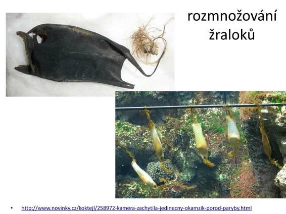 PPT - podkmen OBRATLOVCI PowerPoint Presentation, free download - ID:6428429