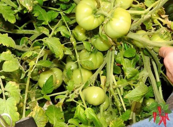How To Grow Hydroponic Tomatoes and Peppers:Easy Growth Tips