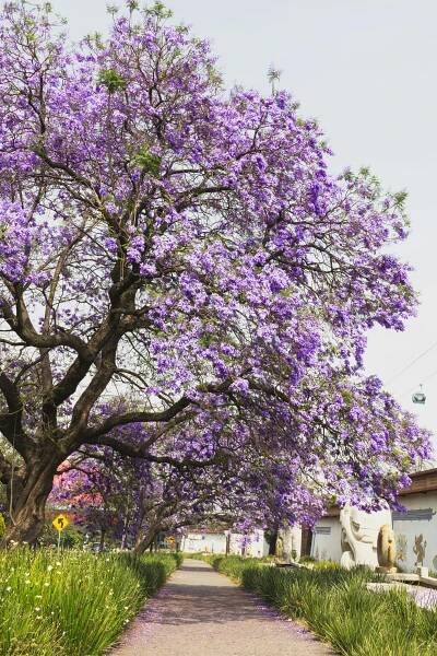 Kvetoucí Strom Jacaranda Přes Cestu Na Jaře · Základová fotografie zdarma