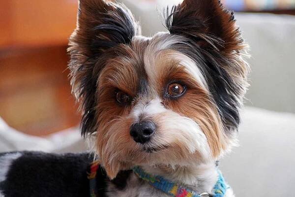 New Dog on the Block: the Biewer Terrier