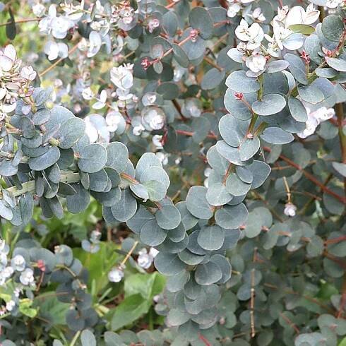 Eucalyptus gunni ´Azora´