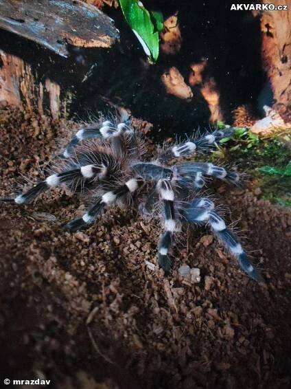 Acanthoscurria geniculata-Sklípkan korálkový - AKVARKO.cz